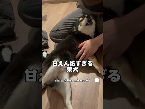 帰宅した飼い主に甘えん坊モード全開の柴犬　　　　柴犬　黒柴　犬　可愛い犬　犬のいる暮らし