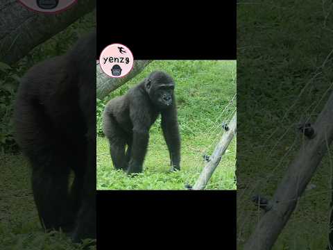 Ringo dodges a bee gorilla gorillatag taipeizoo 金剛猩猩 台北市立動物… サムネイル