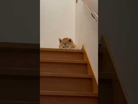 柴犬福 兄の出迎えより肉球な柴犬🤣Bro and Shiba🤣shorts 柴犬 shibainu japanesed… サムネイル