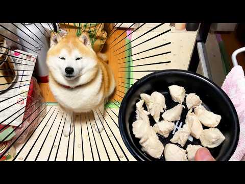 欲しい感じを醸し出すのがうまい柴犬 サムネイル