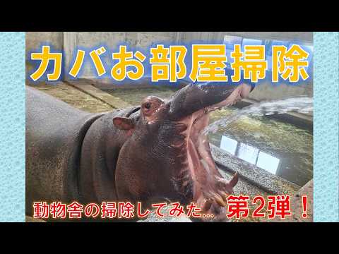 動物舎の掃除してみた…第2弾！！　カバ舎内編　東武動物公園　公式YouTubeチャンネル サムネイル