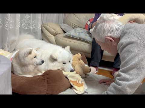 ひ孫ができ、最近なんだか様子がおかしいジイちゃんを心配そうに見つめる柴犬とサモエド サムネイル