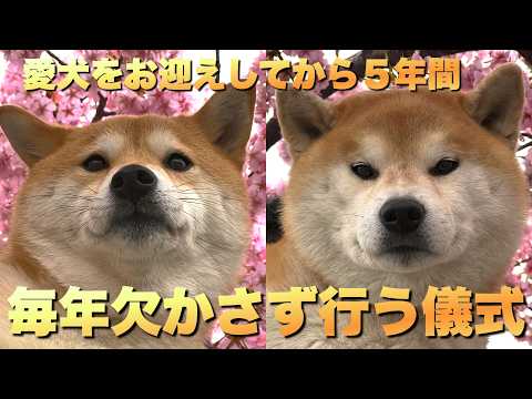 柴犬をお迎えしてから…これだけは欠かさず毎年必ず行う我が家の儀式 サムネイル