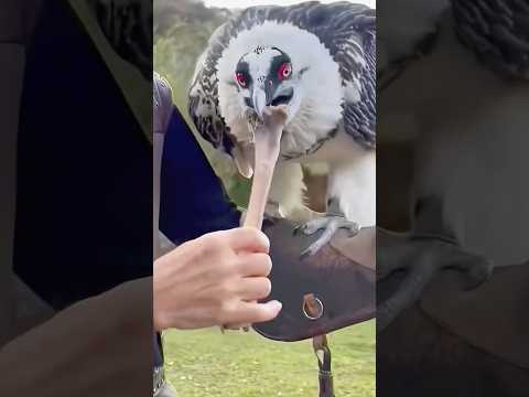 How This Vulture Swallows Bone Wholeanimals pets shortfeed… サムネイル