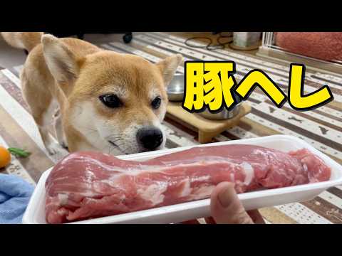 でっかい豚ヘレ転がっとったよってに　柴犬小夏　ASMR サムネイル