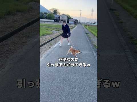 プロキックボクサーのお姉ちゃんの腕を持ってくくらい引っ張る力が強い1歳10ヶ月の豆柴 柴犬 豆柴 散歩 shorts サムネイル