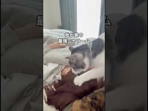体を起こすと早く起きろと言わんばかりにおはようの頭突きをしてくる我が家のニャラーム 保護猫 ニャラーム ねこ shor… サムネイル