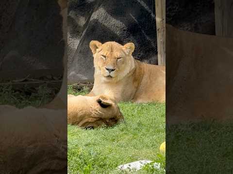 shorts サナちゃんを見守るトムくん☺️ ライオン　浜松市動物園にて　2026年4月5日 サムネイル