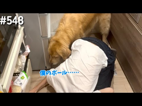 ボールの心配するモンちゃん【ゴールデンレトリバー】 サムネイル