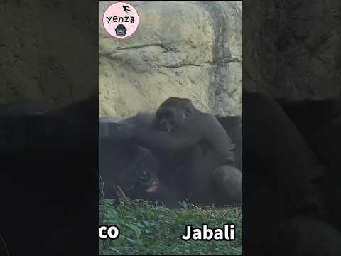 Gorilla Daddy play with his son gorillatag djeeco jabali ta… サムネイル
