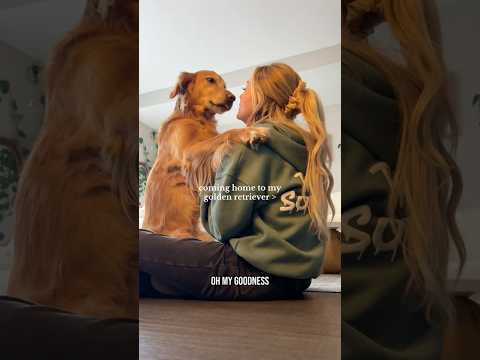 coming home to my golden retriever🥵 goldenretreiver dog ind… サムネイル