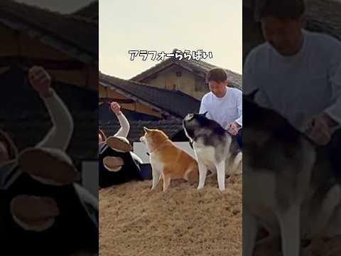 なぜこうなる…柴犬とハスキーと小学生男子が居る暮らし 柴犬 シベリアンハスキー shorts サムネイル