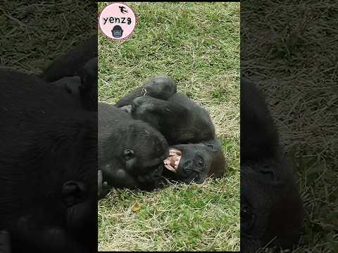 Jabali,Ringo 玩耍笑得好開心 gorilla gorillatag taipeizoo 金剛猩猩 台北市立… サムネイル