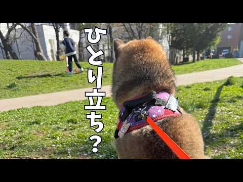 女の子のひとり立ち・・・その時母親代わりの柴犬は・・・