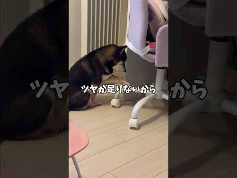 黒柴🐕から飼い主への指導・・・ サムネイル