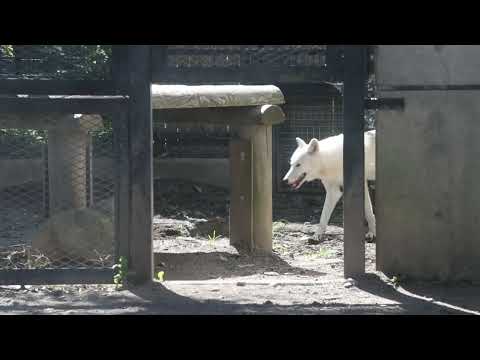 ルーシーとニッキー姉妹❣️ ホッキョクオオカミ　大森山動物園　2025年9月22日 サムネイル