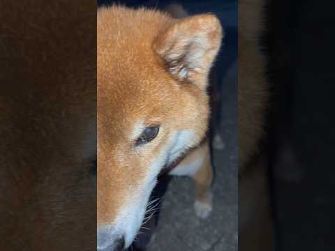 ’26.1.16 力丸の寒く無い日… 柴犬 shibainu  柴犬のいる暮らし 柴犬の日常 遊ぶ犬 車中泊犬 カメラ… サムネイル