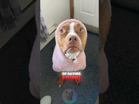 What's the best part of having a Pitbull shorts dog pets do…
