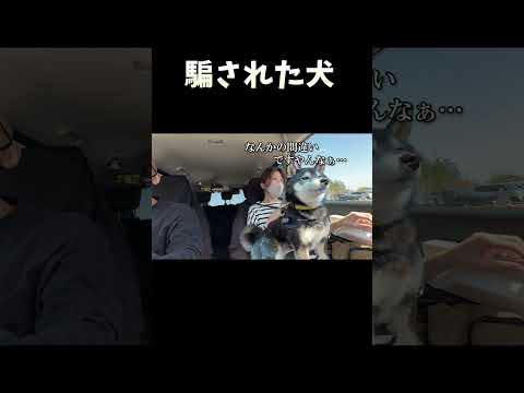 騙された犬 サムネイル