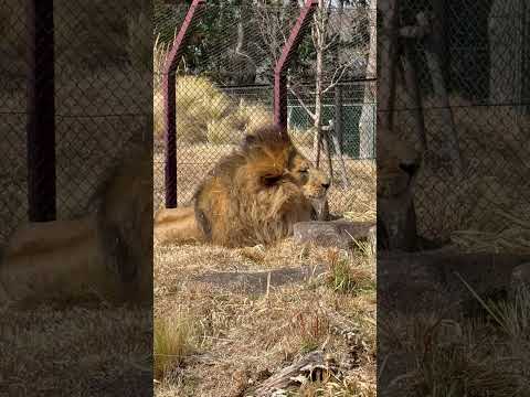 shorts トウヤくんは〜ド〜っコだ☺️？　ライオン　千葉市動物公園にて　2026年2月23日 サムネイル