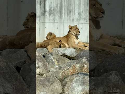 shorts アースファミリー　ライオン🦁　のんほいパーク　2026年2月13日