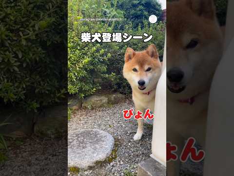 柴犬の登場シーンが可愛すぎる💕　　柴犬　犬　かわいい犬 かわいい 犬のいる暮らし