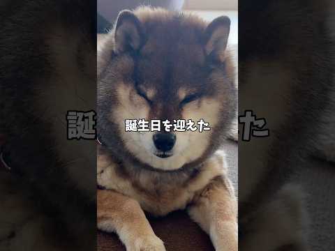 扱いが雑すぎて柴犬がまるで… サムネイル