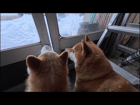 もちもち達の帰宅 サムネイル