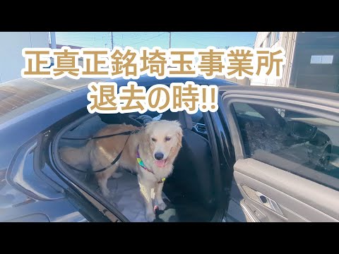 正真正銘埼玉事業所退去。ゴールデンレトリバーティト サムネイル