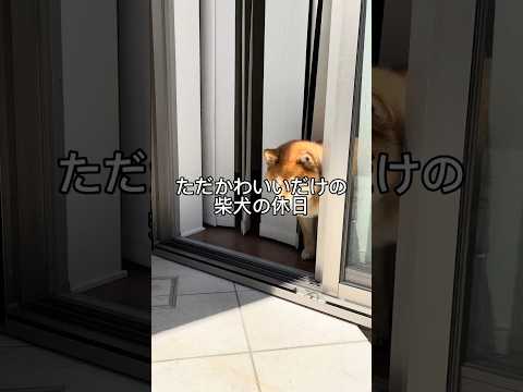 柴犬の休日🐶 doggie 柴犬 cutedog shibainu dog shiba いぬのいる生活 doglife… サムネイル