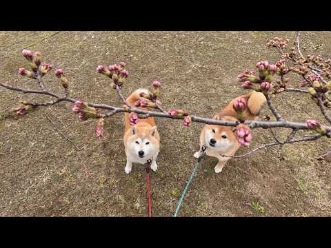 【マダツボミ】ウラニワ🌸開花情報 サムネイル