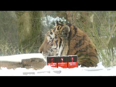 アムールトラ🐯の令くん　　那須どうぶつ王国　00088 サムネイル