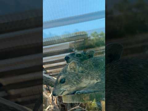 shorts キボシイワハイラックスの親子？　埼玉県こども動物自然公園にて　2026年5月30日 サムネイル