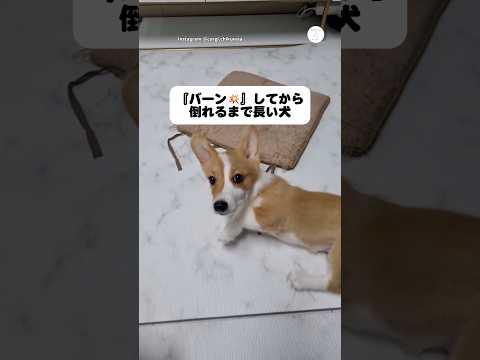 バーンのあと…倒れるまでが長い犬　コーギー　犬　かわいい犬 面白い　犬のいる暮らし サムネイル