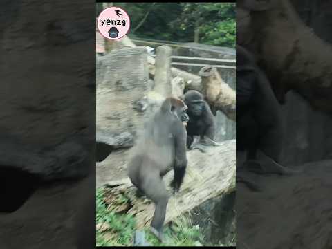 Tayari & Ringo 🤣 gorilla taipeizoo animals 台北市立動物園 funnyani…