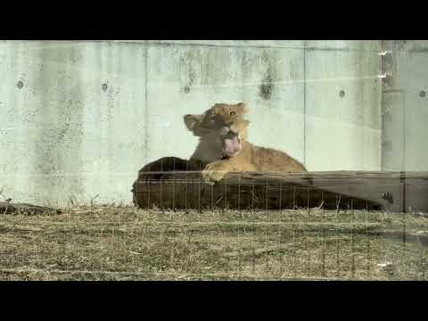 ライオンファミリー　母と息子たち　のんほいパーク　2026年1月23日 サムネイル