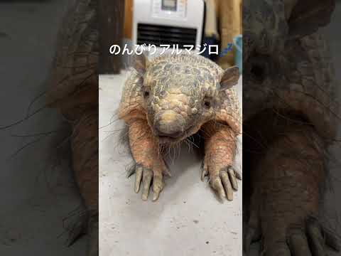 年始はのんびり過ごすアルマジロのむっちゃん♪shorts アルマジロ 動物 サムネイル