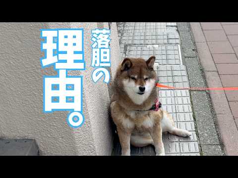 オヤツ待ちの柴犬を早く帰ろうと促したら・・・ サムネイル