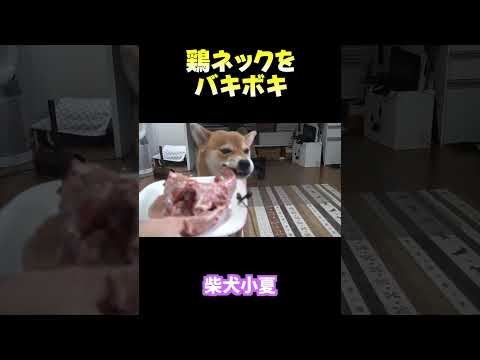 【感動】犬が骨のネックを「充電」する様子が尊すぎる 神戸 柴犬 shiba サムネイル