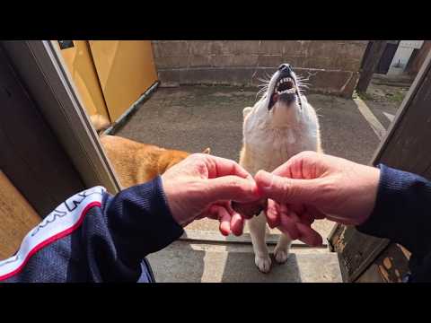 2026年4月24日(金) もう普通のお芋には戻れない！🍠🍠 サムネイル