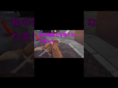 【手術痕で閲覧注意】毛包上皮腫（もうほうじょうひしゅ）の７日間の経過 犬の毛包上皮腫 毛包上皮腫 ゴールデンレトリバー… サムネイル