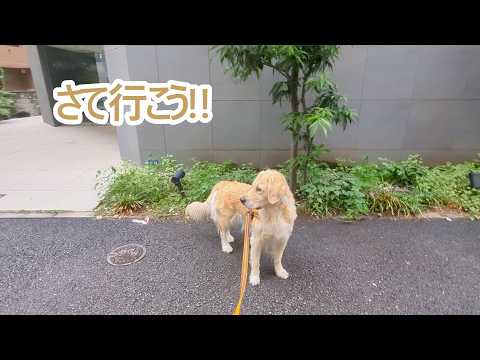 さてと行きますかっ。ゴールデンレトリバーティト サムネイル