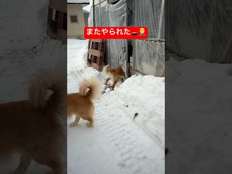 完全に舐められてる🤦‍♂️shorts puppy goldenretriever ゴールデンレトリバー 犬グレートピ… サムネイル