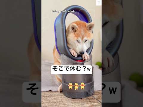 休憩場所が独特な老犬　柴犬　老犬　犬　かわいい 犬のいる生活 サムネイル