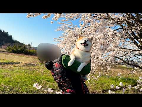 お母さんの腰のHPを無慈悲に削りつつも、満開の桜の下でお花見できてまんざらでもない柴犬 サムネイル
