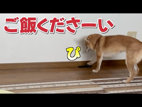 呼び鈴みたいにアピール　鯛のスープご飯が待ち遠しい柴犬小夏　ASMR サムネイル