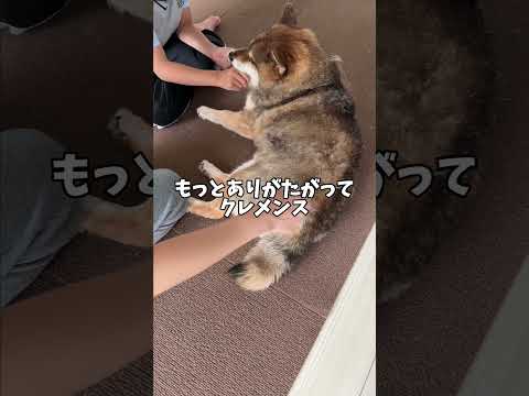 胡麻柴が生まれる確率は？