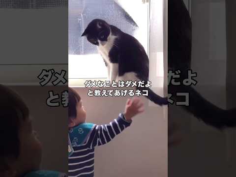 ダメなことはダメと教えつつも逃げずに遊んであげる優しいハチワレ猫 ハチワレ猫 ハチワレ 赤ちゃん shorts サムネイル