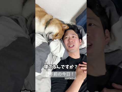 懐かしい！「えぇ？」の原型になった動画！　柴犬 shorts 1年前