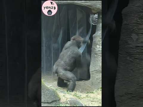 Naughty Tayari & Jabali 🤣 gorilla gorillatag taipeizoo 台北市立… サムネイル